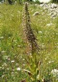 Himantoglossum hircinum